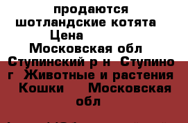 продаются шотландские котята › Цена ­ 3 000 - Московская обл., Ступинский р-н, Ступино г. Животные и растения » Кошки   . Московская обл.